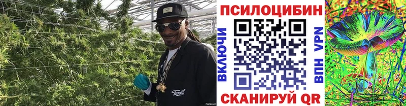 hydra ТОР  Юрга  Псилоцибиновые грибы Psilocybine cubensis 